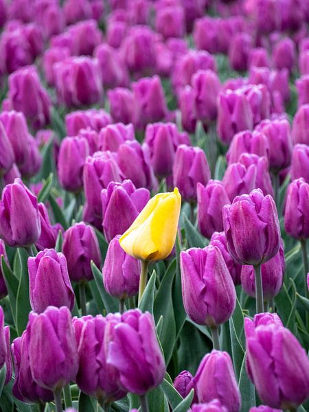 geeltje van snippefotografie