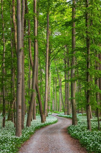 Chemins et sentiers XIII