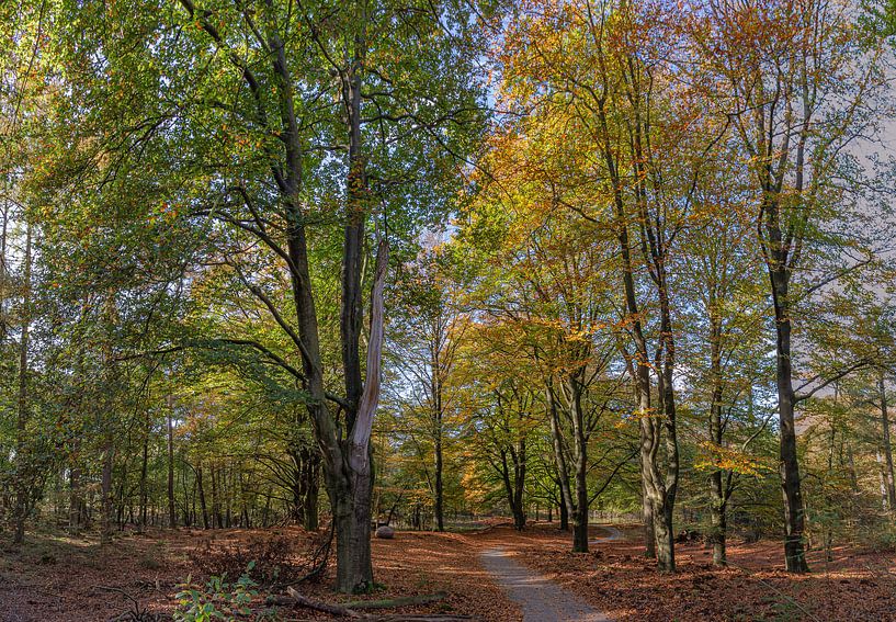 Herfst in Ede, fietspad tussen de beukenbomen door van Eric Wander