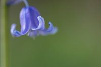 Wild hyacinth