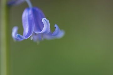 Wild hyacinth van Esther Ehren