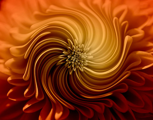 Bloemen kunst – abstracte chrysant in warme retro kleuren