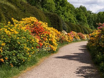 Rhododendron-Allee von Jim van Iterson