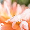 Sweet Dhalias | Fine art print | Pink Flower by Gabry Zijlstra