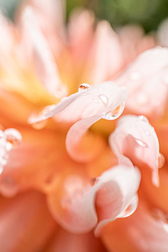 Sweet Dhalias | Kunstdruck | Rosa Blume