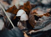 Cute Dutch Autumn Mushrooms by Atomic Photos thumbnail