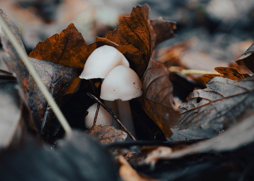 Cute Dutch Autumn Mushrooms by Atomic Photos
