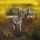 Zebra van Carla van Zomeren thumbnail
