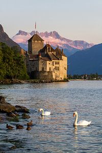 Schwäne in der Nähe von Château de Chillon, Montreux Schweiz von Sebastiaan Terlouw