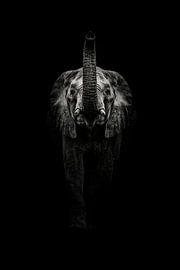 Éléphant imposant dans des tons sombres sur Bob Daalder