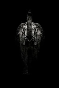 Éléphant imposant dans des tons sombres