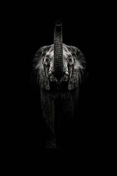 Imposanter Elefant in dunklen Tönen von Bob Daalder