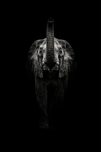 Éléphant imposant dans des tons sombres sur Bob Daalder