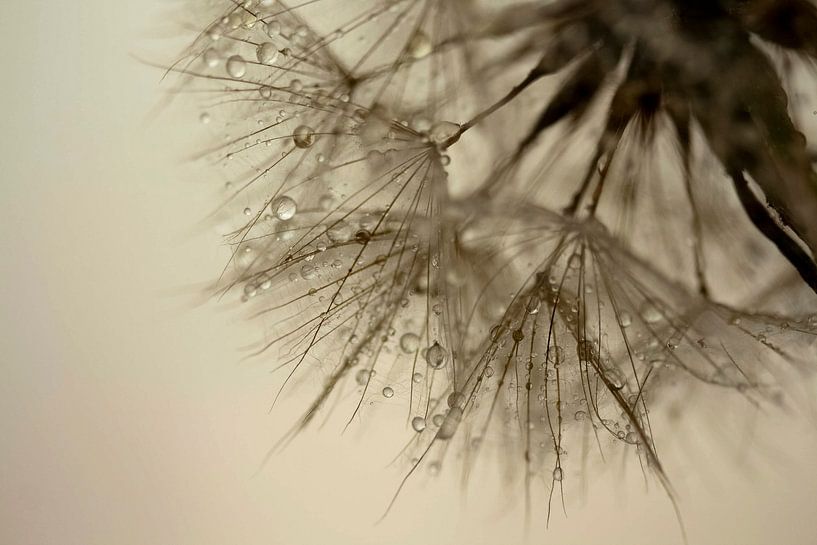 Fluff by Andrea de Leeuw