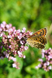 Bunter Schmetterling auf einer Blüte. Makro
