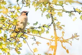 Pestvogel in Drachten von Danny Slijfer Natuurfotografie