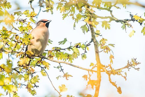 Pestvogel in Drachten