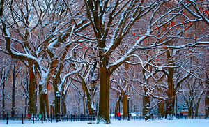 New York's Central Park na een flinke sneeuwbui von Koen Hoekemeijer
