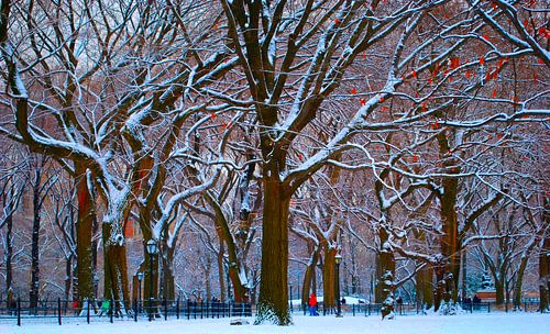 New York's Central Park na een flinke sneeuwbui
