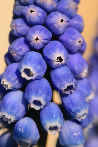 Blauw druifje