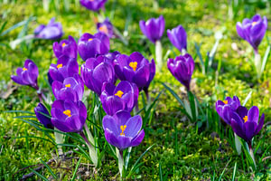 Viele lila Krokusse in einem Park auf einer Wiese