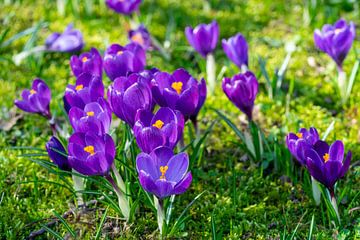 Many purple crocuses in a park on a meadow by Animaflora PicsStock