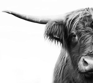 Halbporträt eines schottischen Highlander-Bullen in Schwarz-Weiß