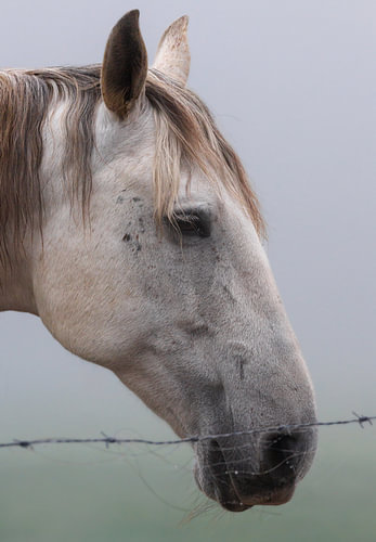 Graues Pferd