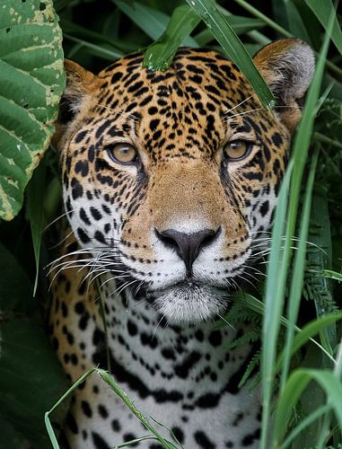Jaguar in the Amazon Rainforest