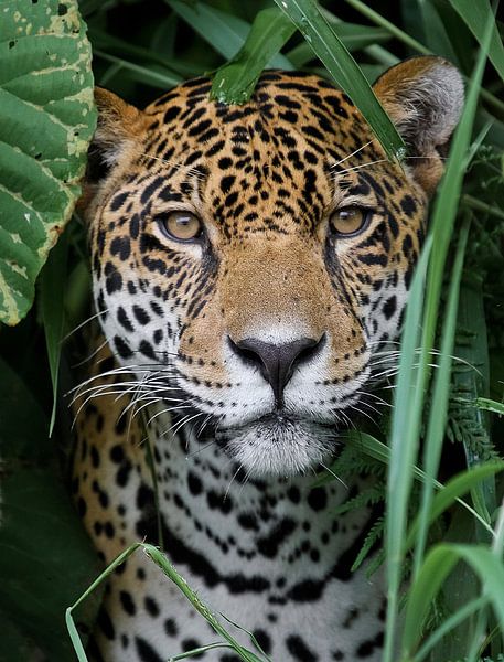 Jaguar dans la forêt amazonienne par Adalbert Dragon Dragon