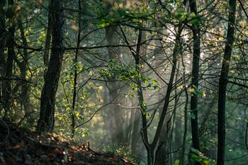 Rayons de soleil à travers les branches et les arbres