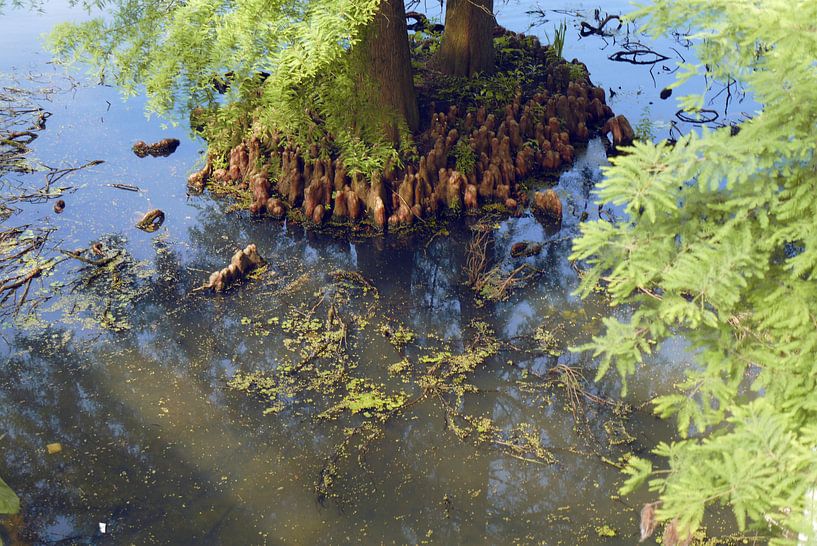 Tree roots in the water I Garden I Nature I Colour print by Floris Trapman