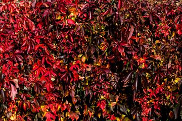 couleurs d'automne de la vigne sauvage sur Klaartje Majoor