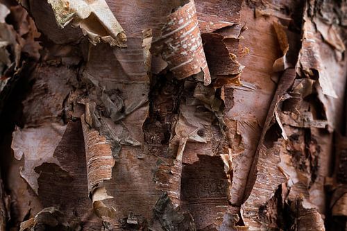 boomschors  berkenboom