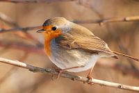 Roodborst (Erithacus rubecula)