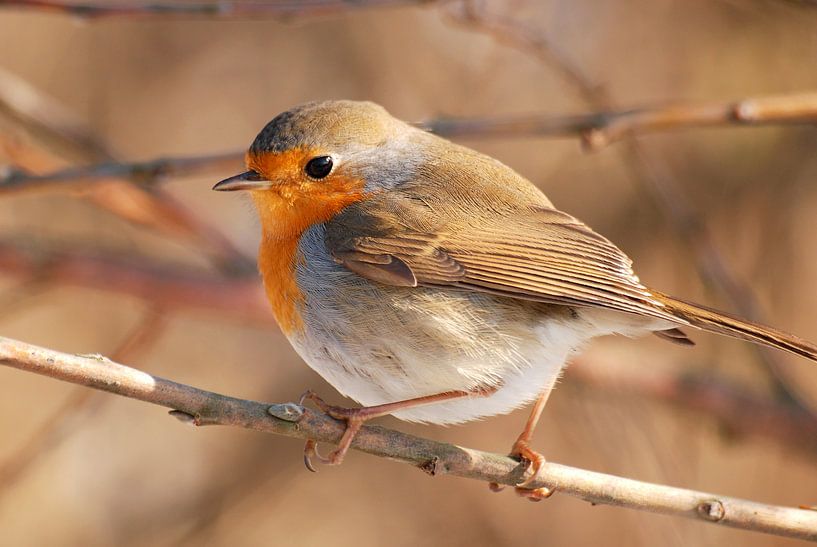 Robins (Erithacus rubecula) by Margreet Frowijn