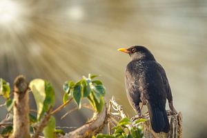 Amsel