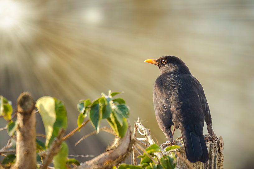 Blackbird by Sander Meertins