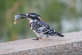 Frühstück von Marijke Arends-Meiring