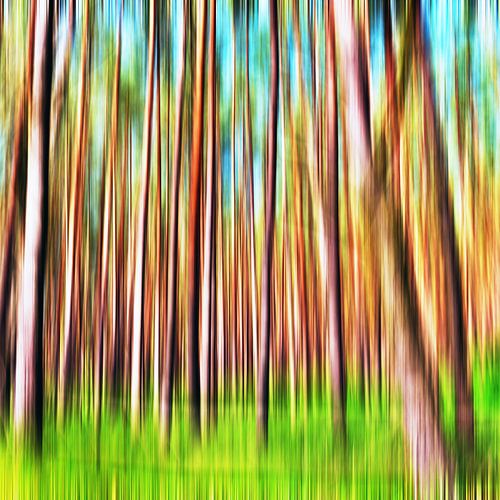 Abstrakter Expressionismus mit Kiefernwald von Silva Wischeropp