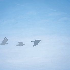 Flieg wie ein Adler 2 von SW Arts