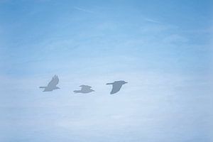 Fly like an eagle 2