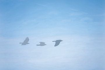 Flieg wie ein Adler 2 von SW Arts