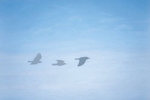 Vole comme un aigle 2