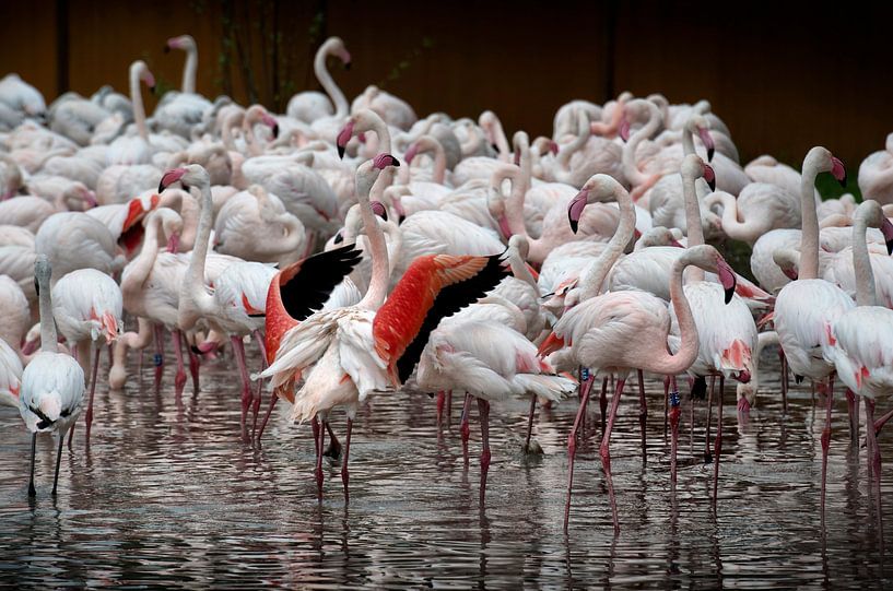 mehr als 400 Flamingo&#039;s von Bas Quaedvlieg