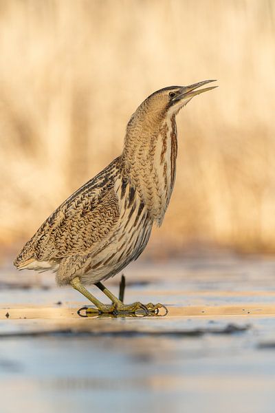 Proud Bittern by Sven Scraeyen