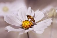 Cosmea van Violetta Honkisz thumbnail