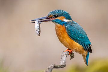 IJsvogel met vis van Dennis Eckert