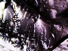 Haribo-Bären unter dem Mikroskop von Wijco van Zoelen