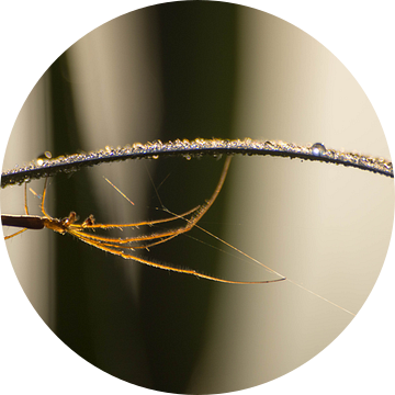 Spin in de ochtenddouw van Frederik lembreght